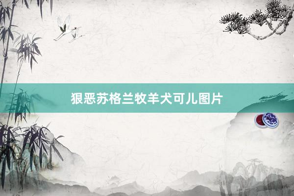 狠恶苏格兰牧羊犬可儿图片